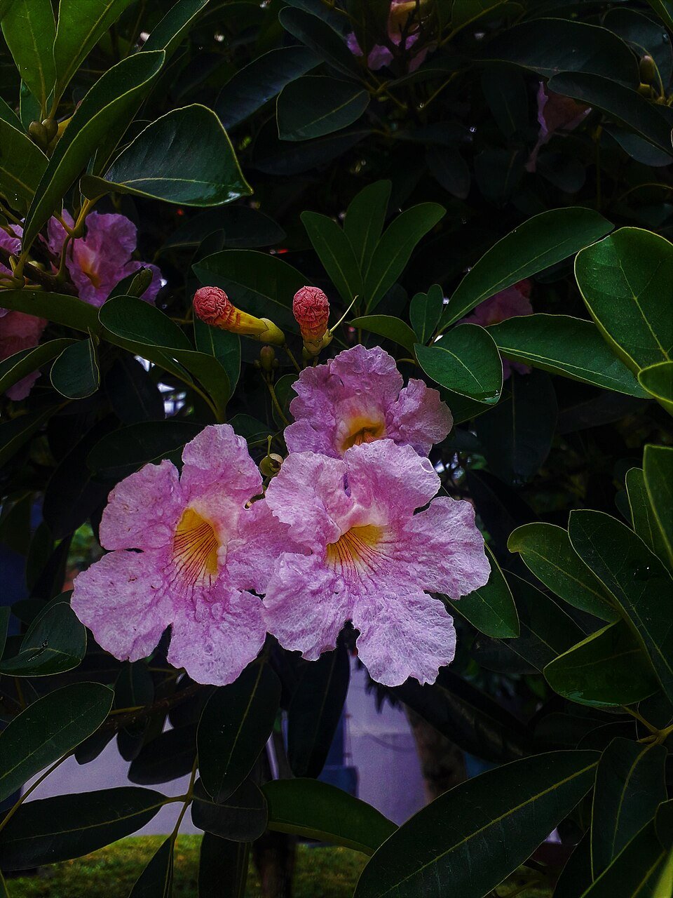 Tabebuya Rosea