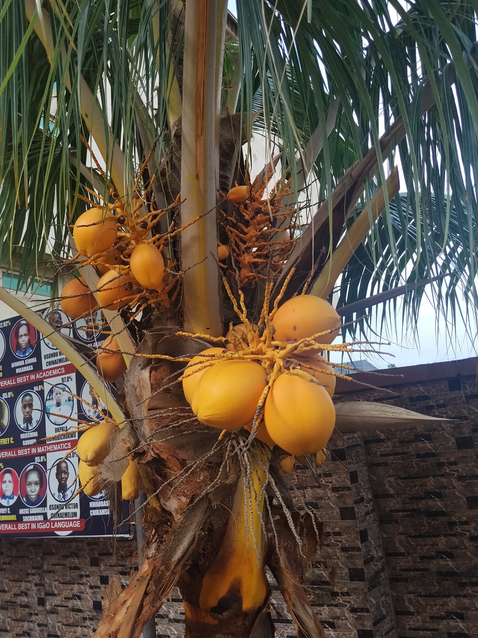 Kelapa Gading