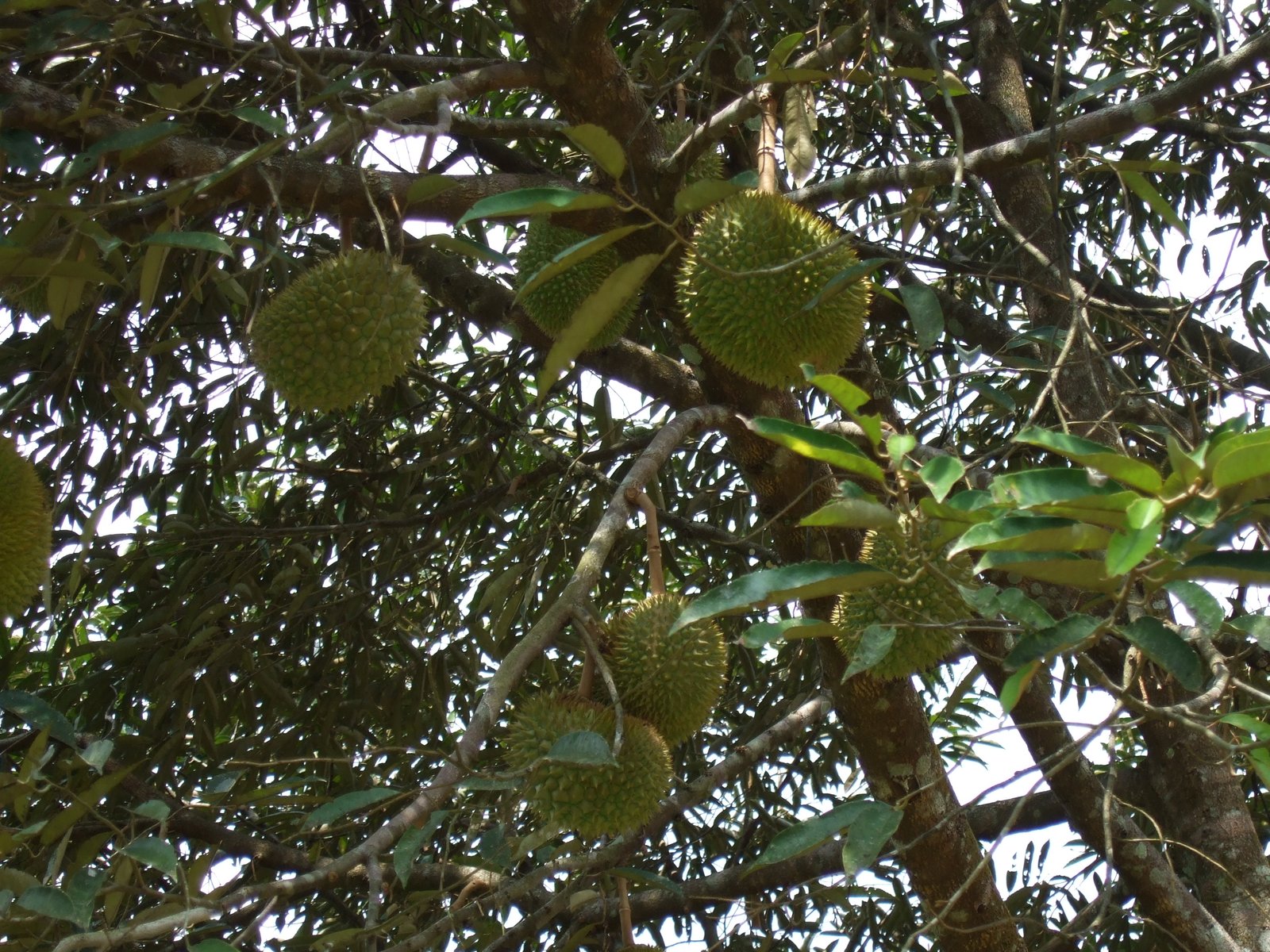 Durian