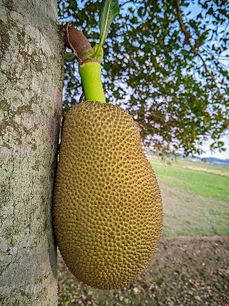 Nangka