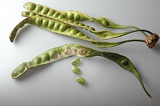 Petai